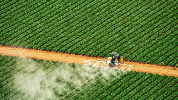 Best Local Pest Control Services  in Reeds Spring, MO