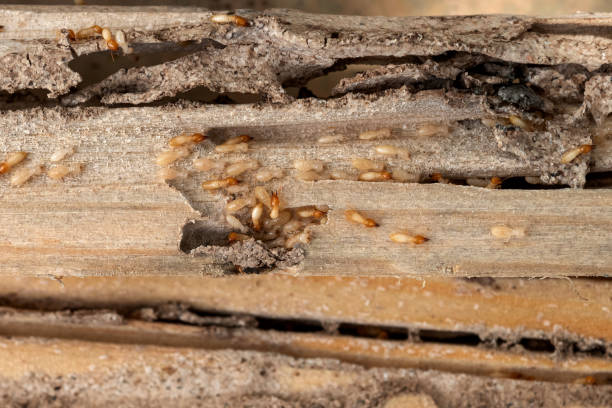 Best Emergency Pest Control  in Reeds Spring, MO