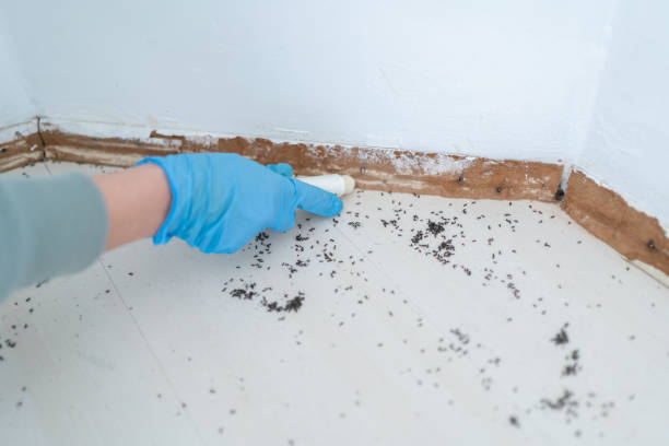 Best Affordable Pest Control Services  in Reeds Spring, MO